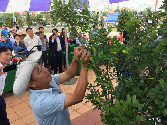 Watch kumquat-shaping competition in Hoi An