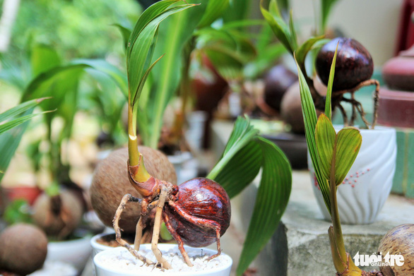Vietnamese man turns coconut shoots into novel ornamental plants