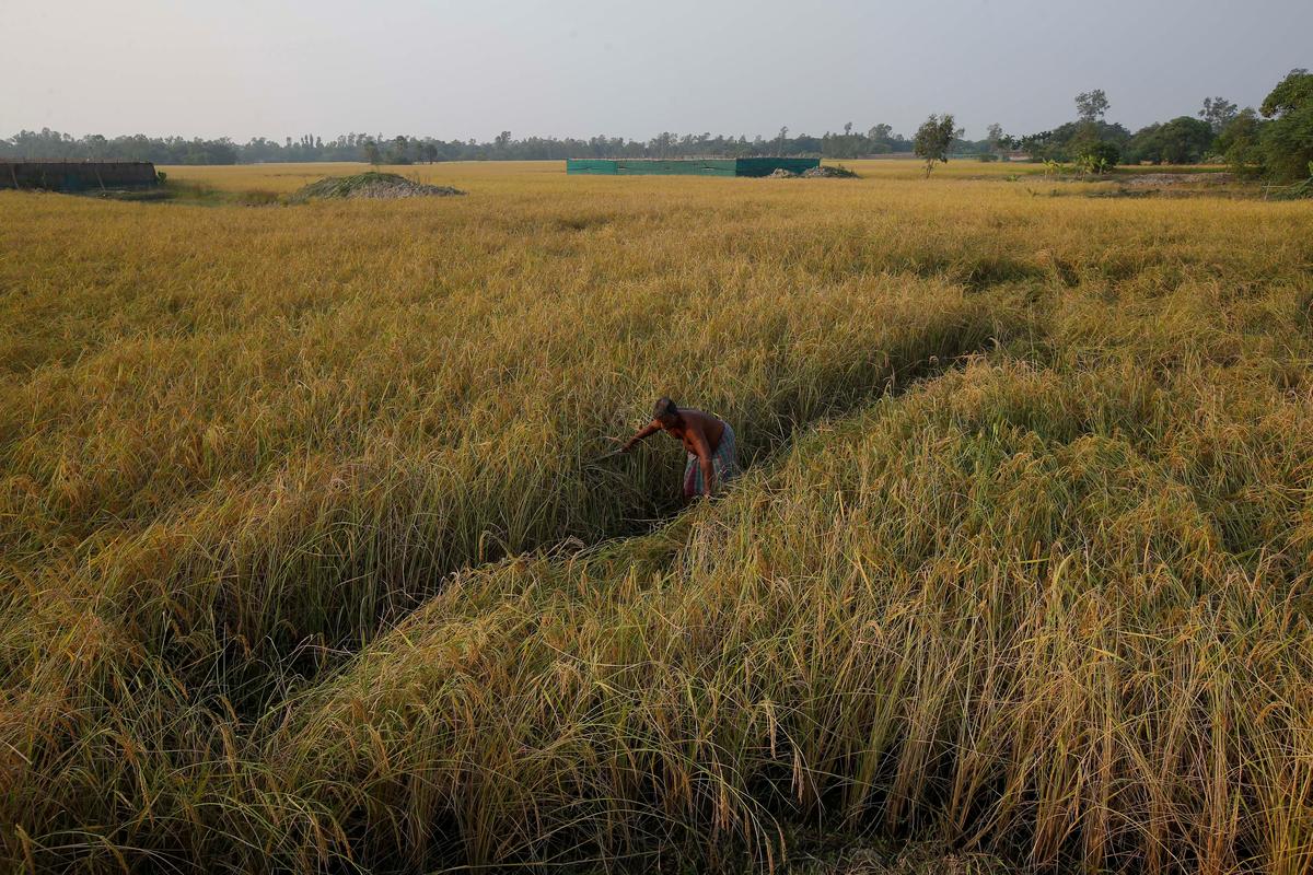 India rice rates rise, Vietnam prices slip before holiday