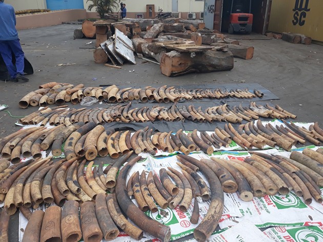 Vietnam customs seizes tons of elephant tusks, pangolin scales in container