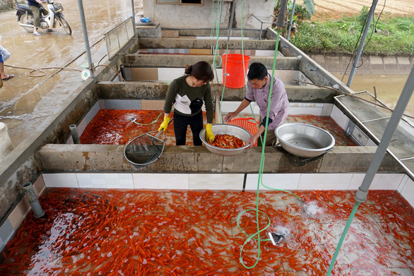 In Vietnam, red carp village bustling ahead of Kitchen Gods’ Day