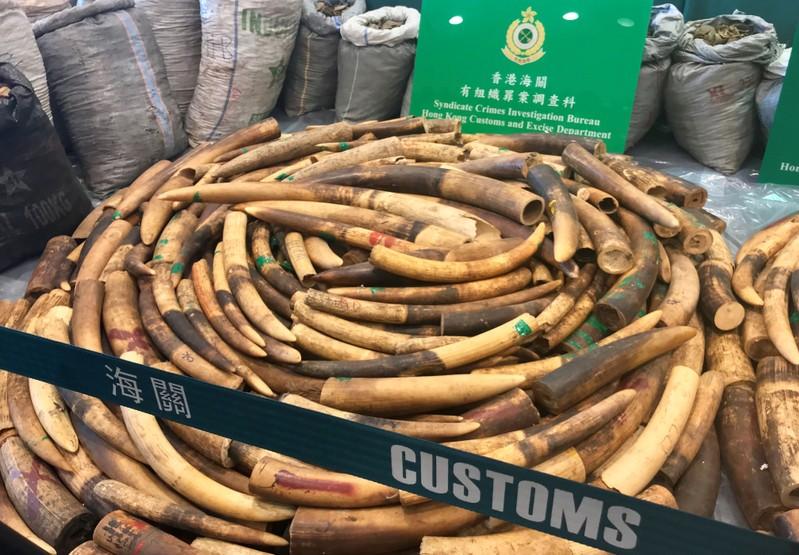 Hong Kong customs seize record haul of pangolin scales bound for Vietnam
