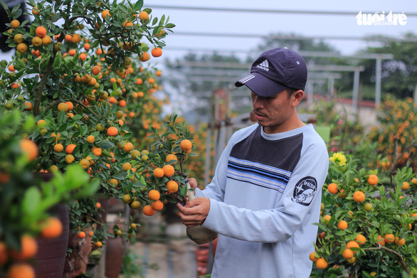 Vietnamese man grows kumquat bonsai trees in glass bottles