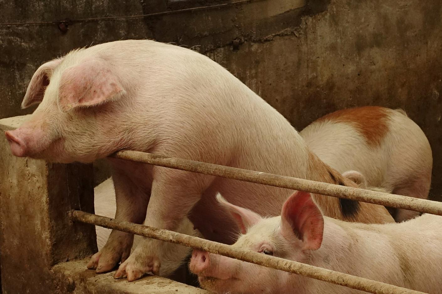 Vietnam confirms first African swine fever cases on three farms