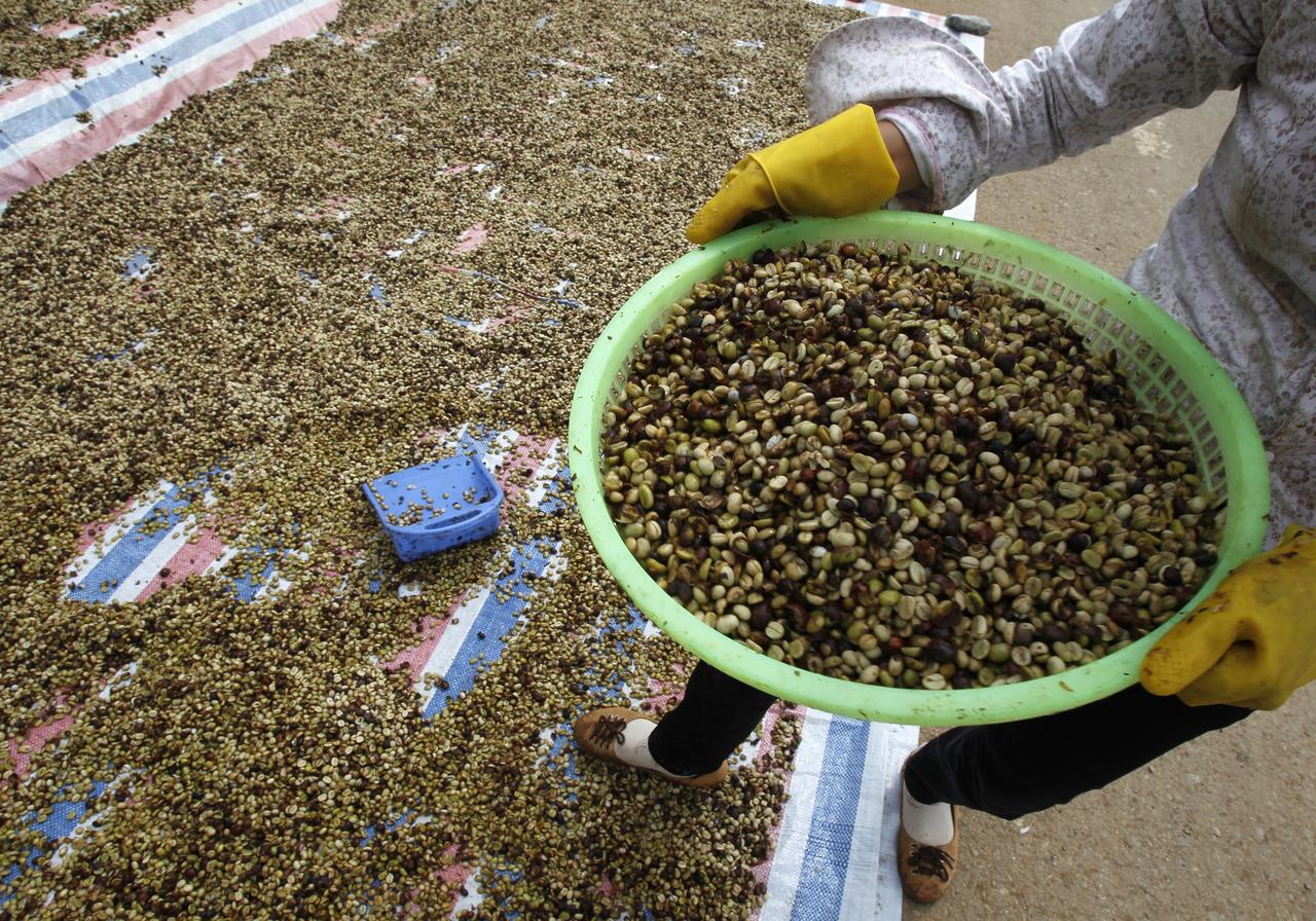 Vietnam's 2018/2019 coffee output to fall sharply: industry body