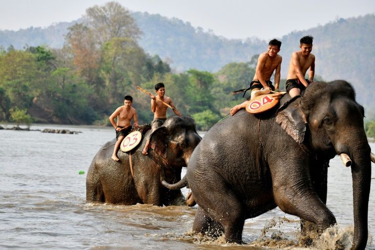 Fast and furious: Vietnam's elephant race draws cheers, and critics