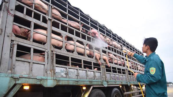 African swine fever threatens Vietnam’s $10bn pork market