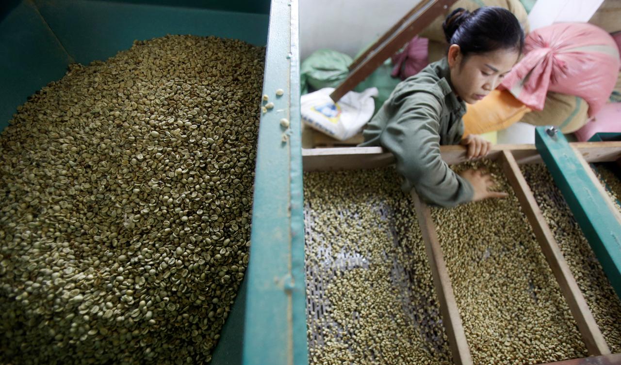 Vietnam coffee prices fall as drought continues; supplies build up in Indonesia