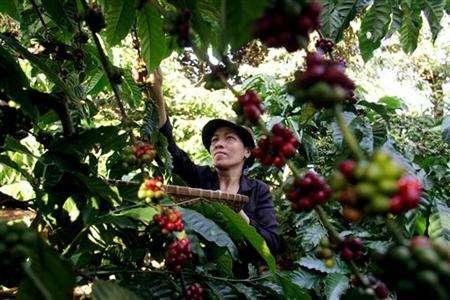 Vietnam March coffee exports seen falling; muted activity in Indonesia