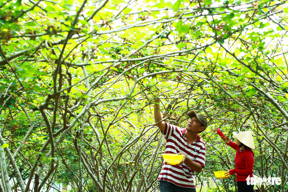 Mulberry harvest season heralds start of summer in Vietnam’s Hoi An