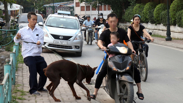 Only 39 percent of pet dogs in Vietnam vaccinated: authority
