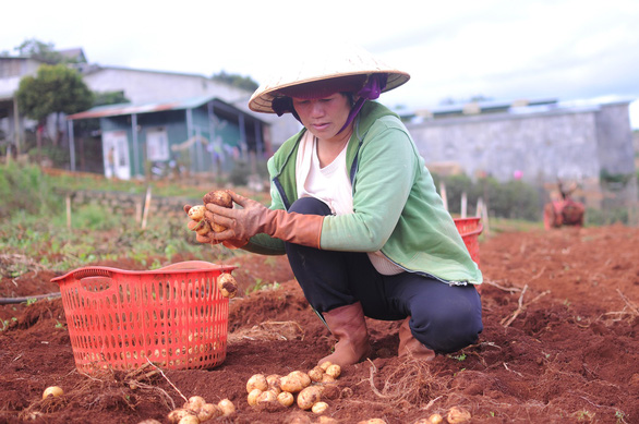 Da Lat adds anti-counterfeit stamps on potatoes in fight against Chinese fakes