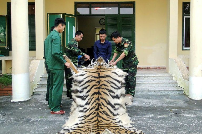 Vietnam man arrested smuggling tiger skin, bones to China