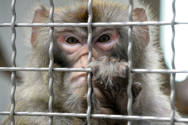 Chinese scientists create monkeys with human brain genes
