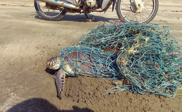 Rangers at Vietnam nature reserve save turtle stuck in fishing nets