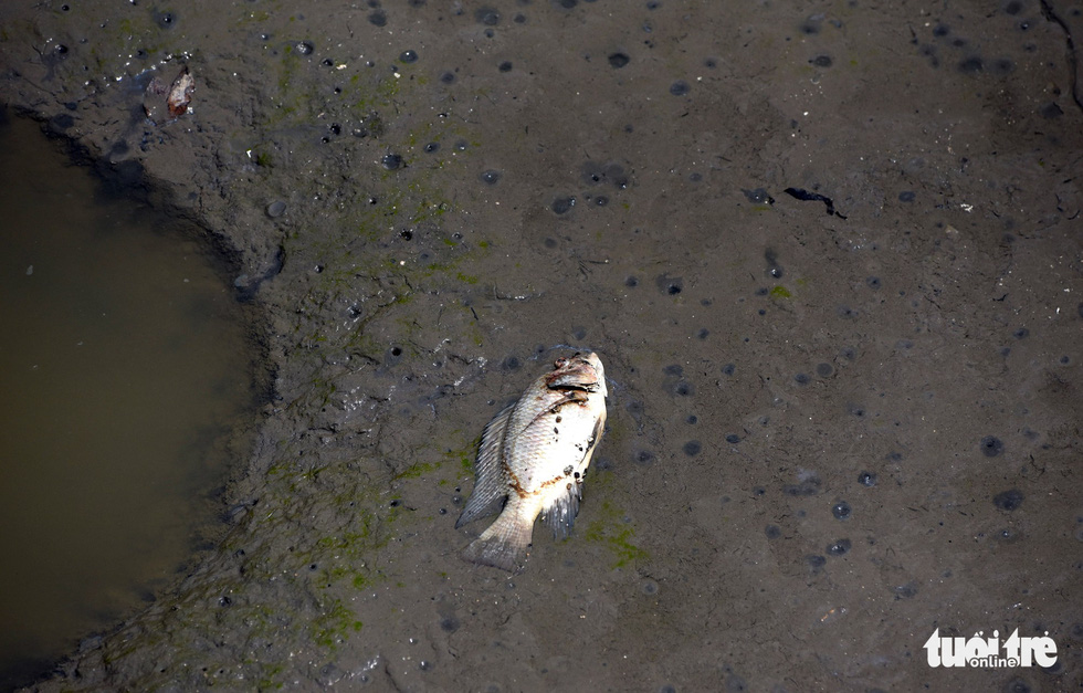 Oxygen depletion, pollutants kill fish in iconic Ho Chi Minh City canal