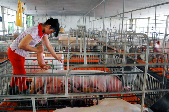 China's top feed producer New Hope builds three pig farms in Vietnam