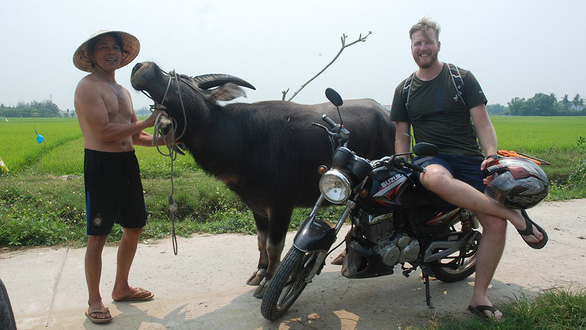 Cash cows: Hoi An farmers train buffalo as ‘models’ to rake in extra money
