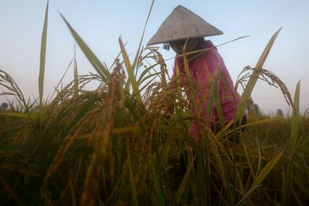 Vietnam rice rates gain on fears Mekong water woes may hurt crops