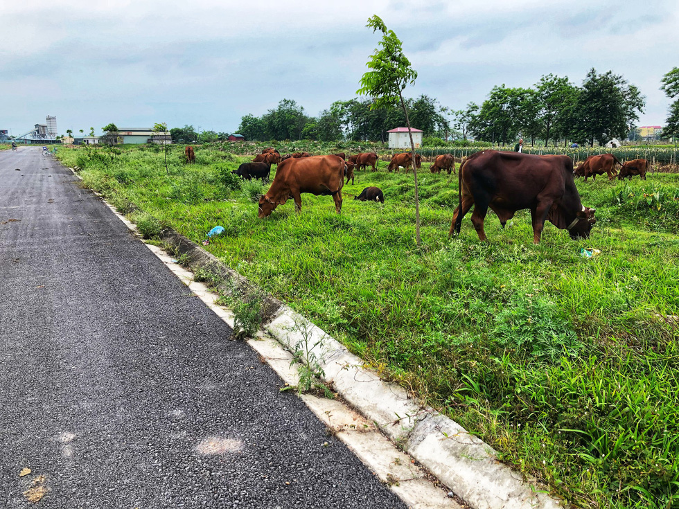 Mega urban project becomes grazing land in Hanoi’s outskirt