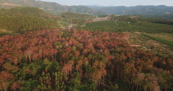 3,500 pine trees found poisoned in Vietnam’s Central Highlands