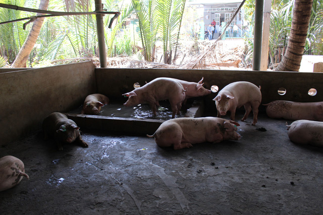 African swine fever threatens Ho Chi Minh City