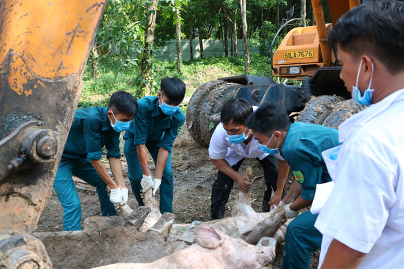 African swine fever spreads to another of Ho Chi Minh City’s neighbors