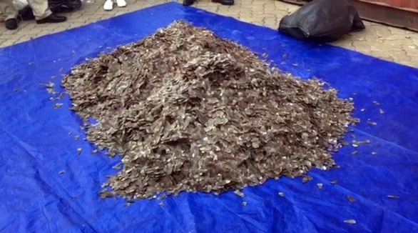Vietnam seizes 5.26 tonnes of pangolin scales hidden in cashew containers