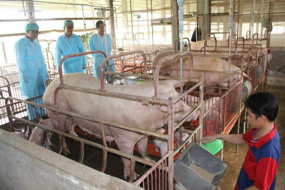 African swine fever hits sixth locality in Vietnam’s Mekong Delta