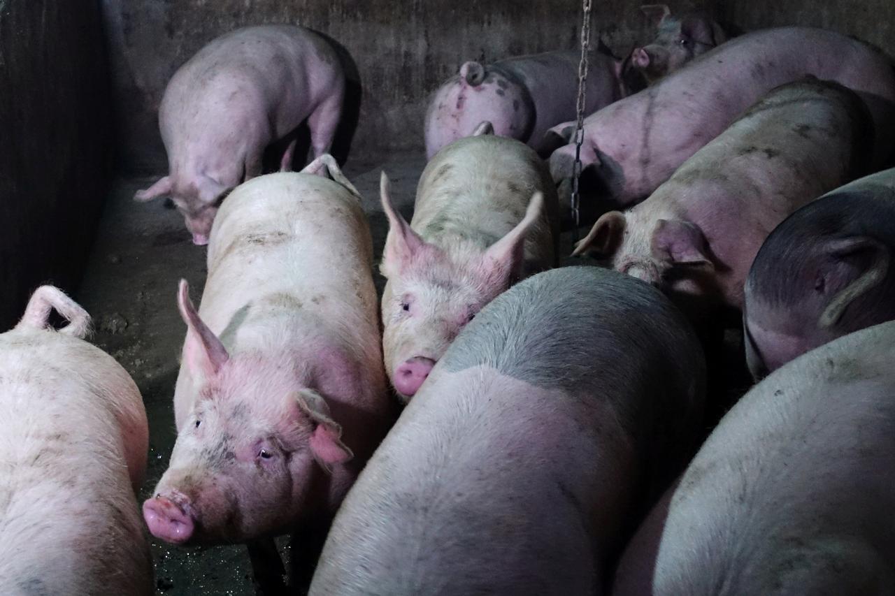 China faces long struggle to tackle African swine fever: OIE
