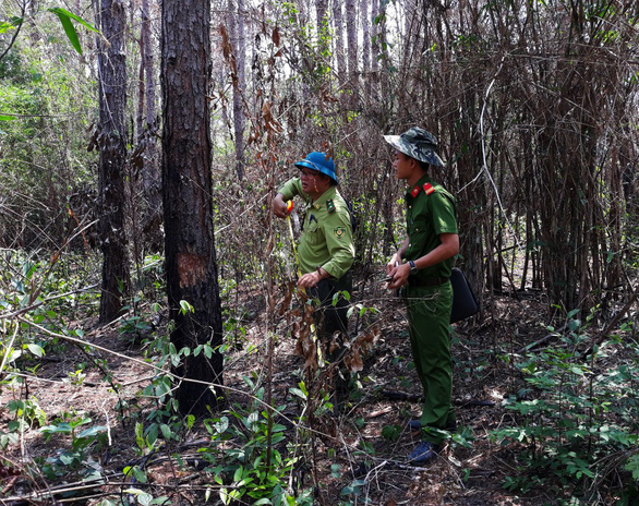 Police nab three for poisoning 3,500 pine trees in Vietnam’s Central Highlands