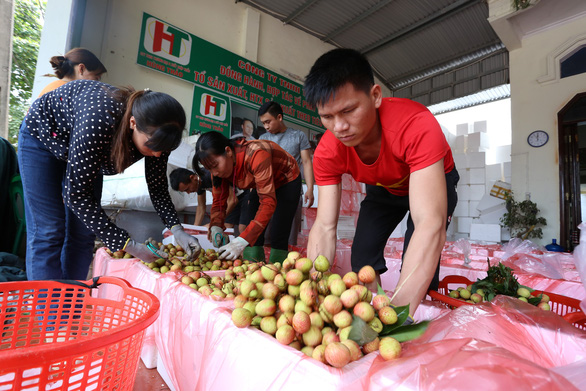 Northern Vietnam’s lychee sees uptick in prices