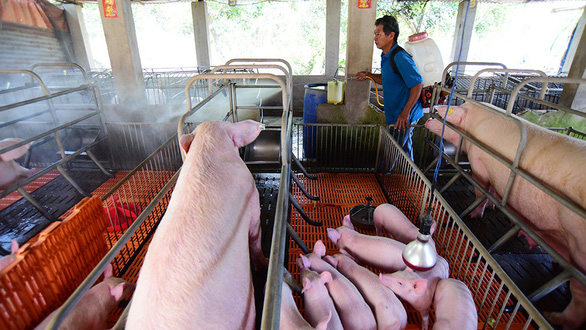 Vietnam culls 2 mln pigs, urges whole nation to fight swine fever