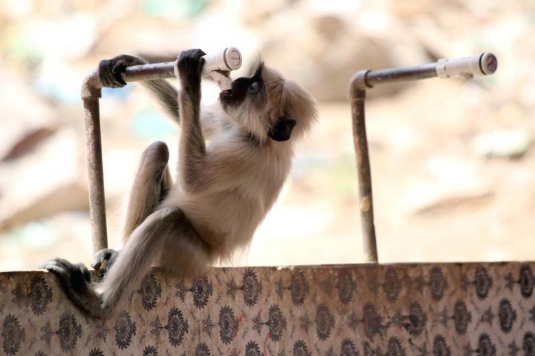 Heatstroke kills monkeys as India suffers in searing temperatures