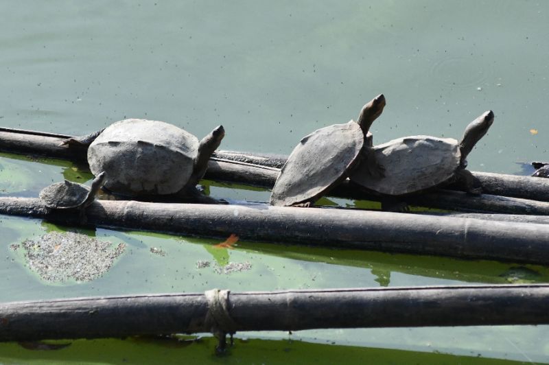 Indian temple helps nurture 'extinct' turtle back to life