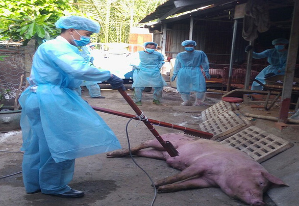 First African swine fever outbreak occurs in Ho Chi Minh City