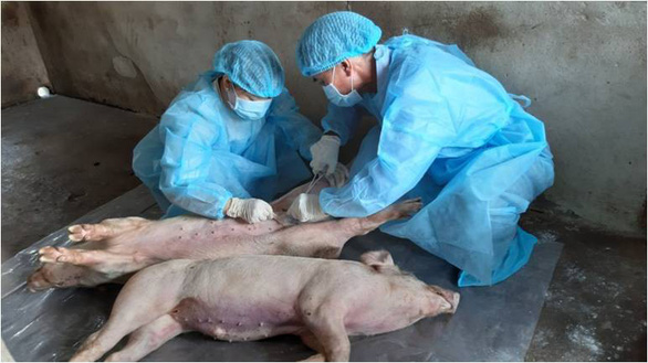 Vietnam culls 2.5 million pigs to halt African swine fever outbreak: officials