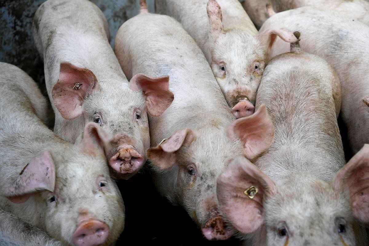 Laos confirms first cases of African swine fever: OIE