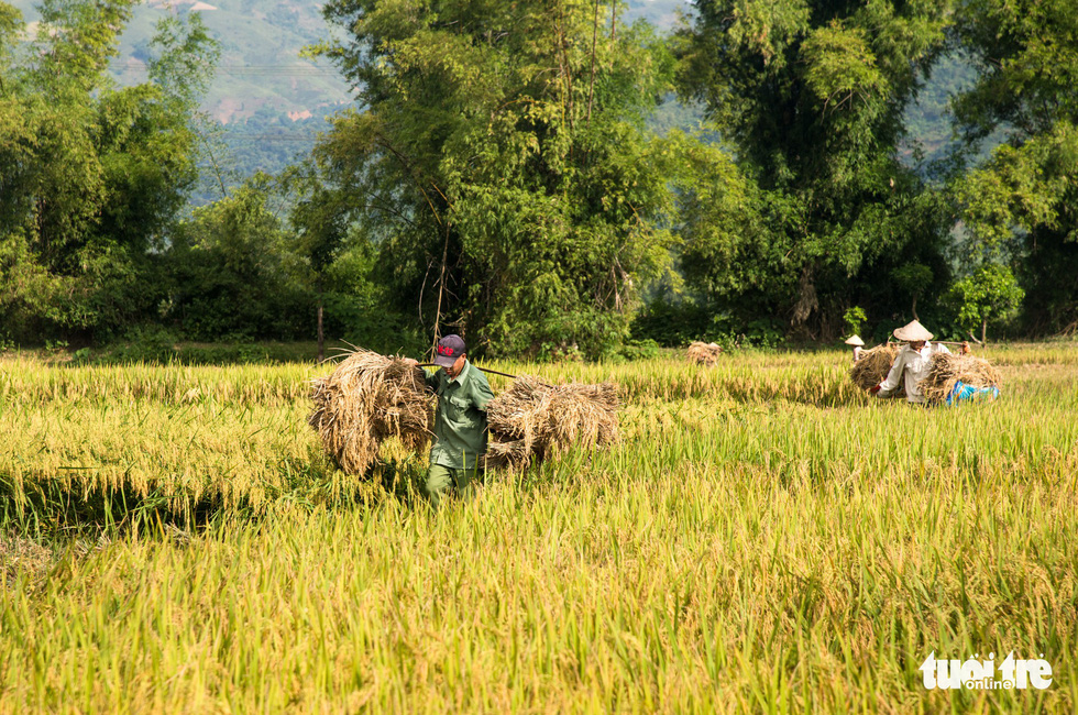 Muong Tac paddy: From low yield to biggest rice supplier of Vietnamese province
