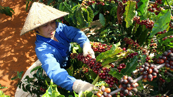 Vietnam's H1 coffee exports fall 10.6%, rice down 2.9%