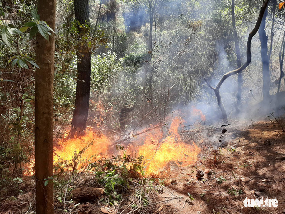 North-central Vietnam’s forests engulfed in five wildfires in one day