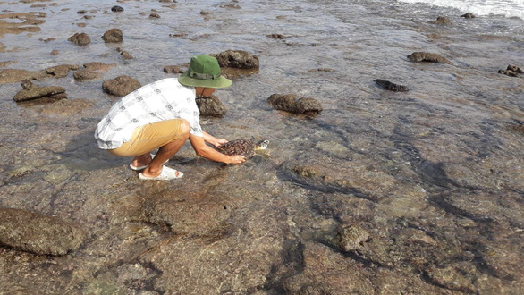 Hawksbill sea turtle trapped in plastic rescued on Vietnam’s Con Dao Island