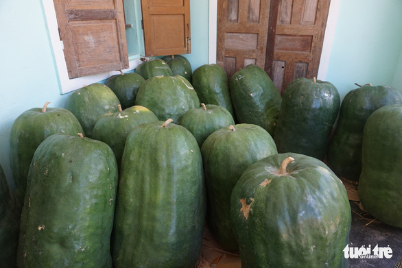 In Vietnam, farmers grow giant winter melons despite little profit