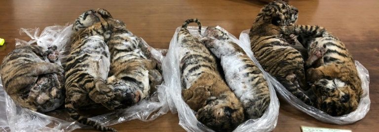 Seven dead tigers found in car in Vietnam