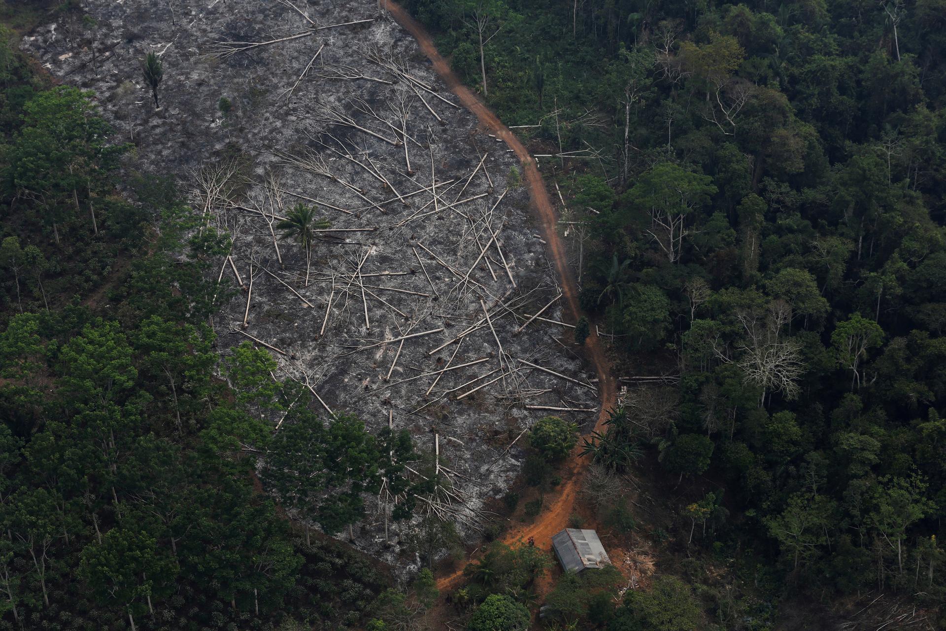 Sharp rise in Brazilian deforestation undeniable, says sacked research chief