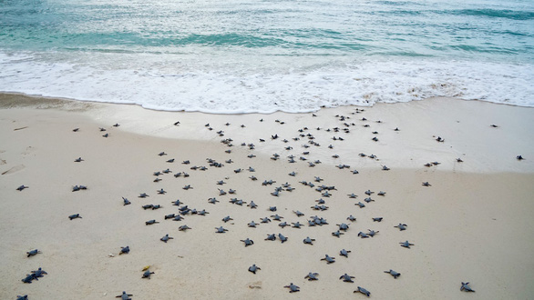 Conservation project for sea turtles during hatching season launched on Vietnam island
