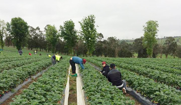 Vietnamese farmers find success in farming in Australia