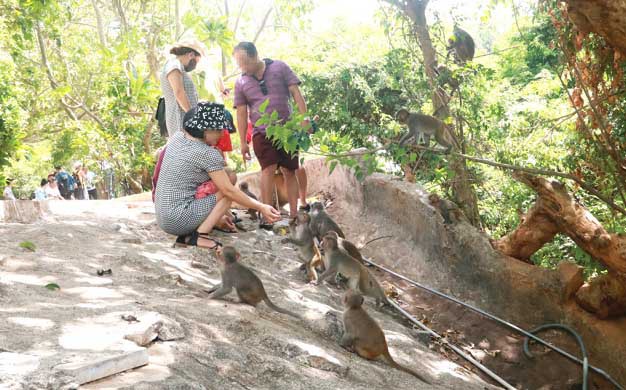 Wild monkeys in Vietnam’s Son Tra Peninsula ‘spoiled’ by tourists who love feeding them