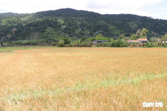 Vietnam’s Central Highlands district struck by prolonged drought amidst rainy season