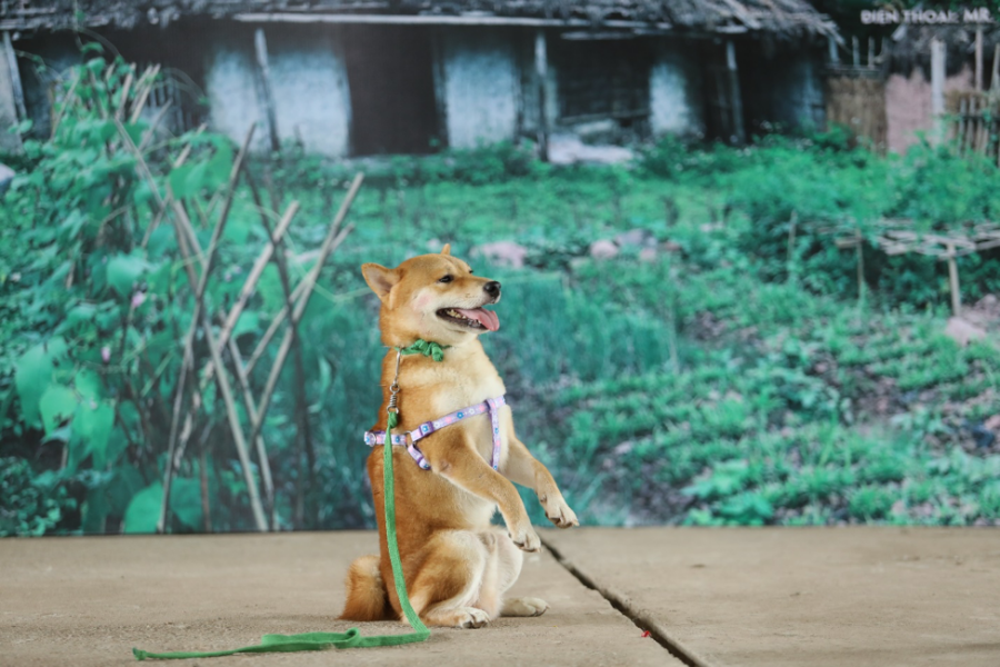 Film adapted from famous Vietnamese literary work bashed for casting Japanese dog for leading role